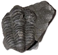 Silurian Trilobite fossil