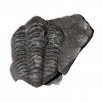 Silurian Trilobite fossil 