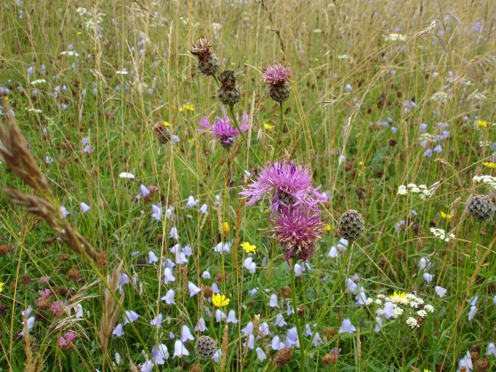 Malvern Hills, Outdoor Activities, Wildlife & Geology