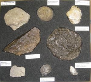 Bewdley Museum's fossil loan box
